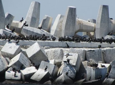 جزیره روبن Robben Island