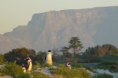 کیپ-تاون-جزیره-روبن-Robben-Island-143926