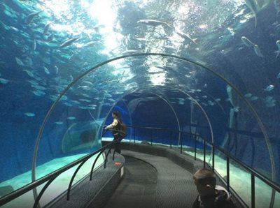 شانگهای-آکواریوم-شانگهای-Shanghai-Ocean-Aquarium-146098