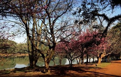 پارک ایبیراپوئرا Ibirapuera Park