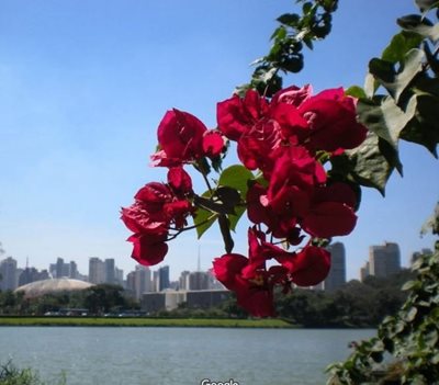 سائوپائولو-پارک-ایبیراپوئرا-Ibirapuera-Park-147764