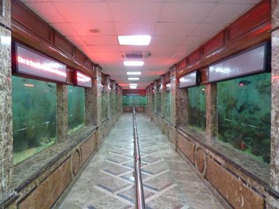 اسکندریه-آکواریوم-اسکندریه-Alexandria-Aquarium-149296