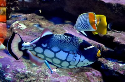 کیپ-تاون-آکواریوم-دو-اقیانوس-the-two-oceans-aquarium-151168