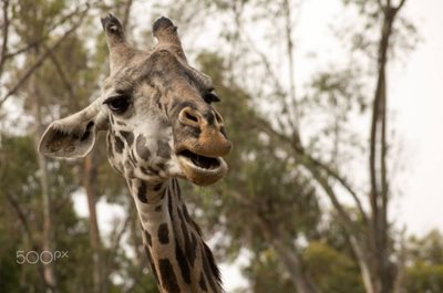 سان-دیگو-باغ-وحش-سان-دیگو-San-Diego-Zoo-152580