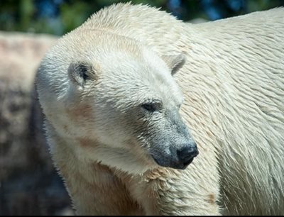 سان-دیگو-باغ-وحش-سان-دیگو-San-Diego-Zoo-152614