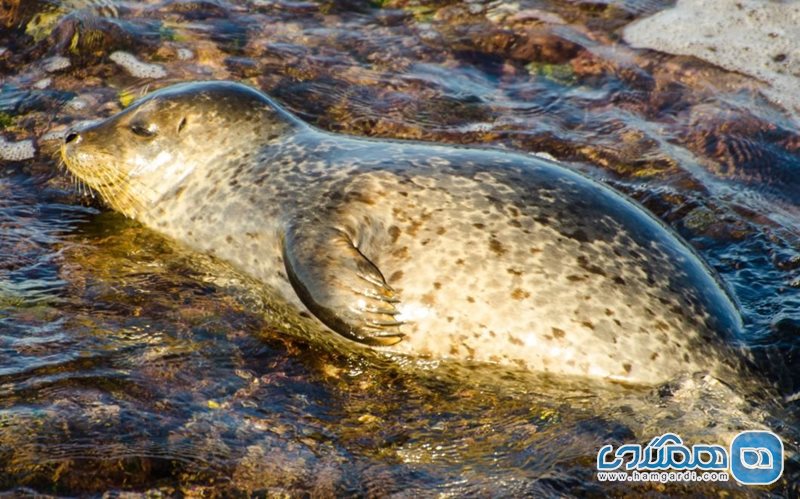 ساحل لا جولا La Jolla Cove