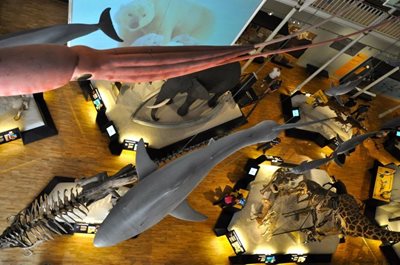 ادینبورگ-موزه-ملی-اسکاتلند-National-Museum-of-Scotland-157357