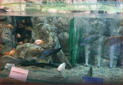 سوچی-پارک-اقیانوسی-دیسکاوری-ورلد-سوچی-Sochi-Discovery-World-Aquarium-157710