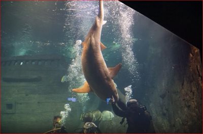 سوچی-پارک-اقیانوسی-دیسکاوری-ورلد-سوچی-Sochi-Discovery-World-Aquarium-157705