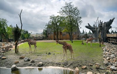 رتردام-باغ-وحش-روتردام-Rotterdam-Zoo-158571