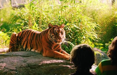 رتردام-باغ-وحش-روتردام-Rotterdam-Zoo-158576