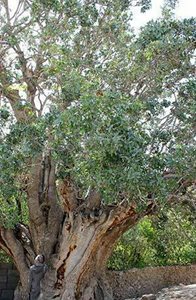 رفسنجان-درخت-پسته-کهنسال-اودرج-159700