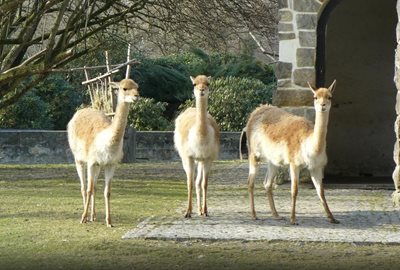 درسدن-باغ-وحش-درسدن-Zoo-Dresden-159864