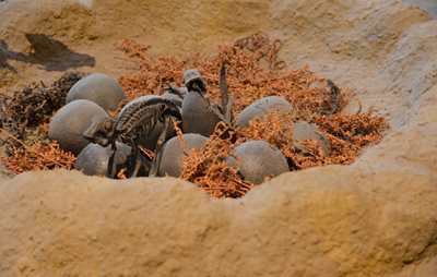 بروکسل-موزه-تاریخ-طبیعی-Museum-of-Natural-Sciences-160097