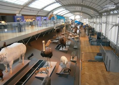 بروکسل-موزه-تاریخ-طبیعی-Museum-of-Natural-Sciences-160107