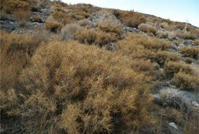 روستای کویری داوران