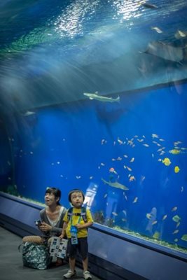 اوساکا-آکواریوم-کایوکان-Osaka-Aquarium-Kaiyukan-160517