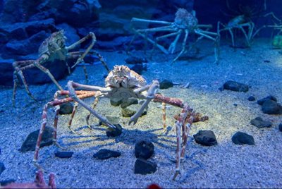 اوساکا-آکواریوم-کایوکان-Osaka-Aquarium-Kaiyukan-160524