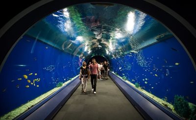 اوساکا-آکواریوم-کایوکان-Osaka-Aquarium-Kaiyukan-160541