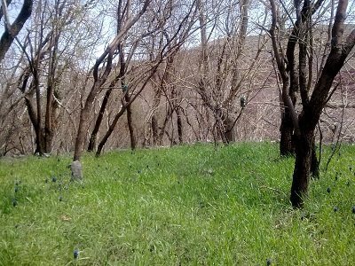 رفسنجان-روستای-کویری-داوران-160737