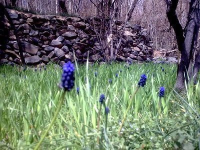 رفسنجان-روستای-کویری-داوران-160736