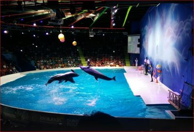 دبی-دلفیناریوم-دبی-Dubai-Dolphinarium-163166