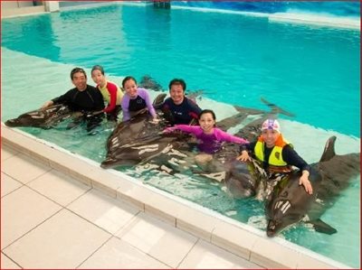 دبی-دلفیناریوم-دبی-Dubai-Dolphinarium-163163