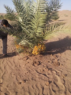 کویر چاه عروس
