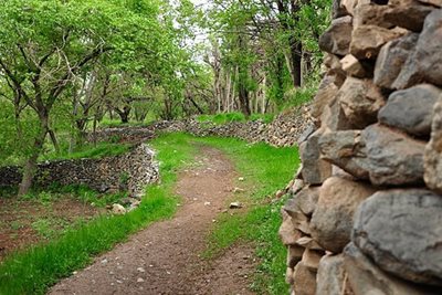 روستای طامه