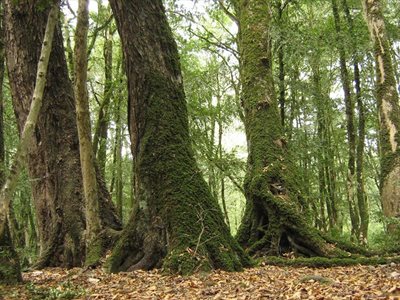 نوشهر-پارک-جنگلی-سی-سنگان-174151