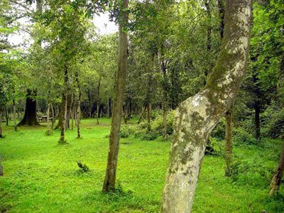 نوشهر-پارک-جنگلی-سی-سنگان-174156