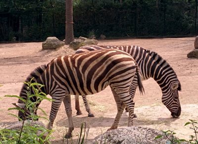 ملبورن-باغ-وحش-ملبورن-Melbourne-Zoo-180672