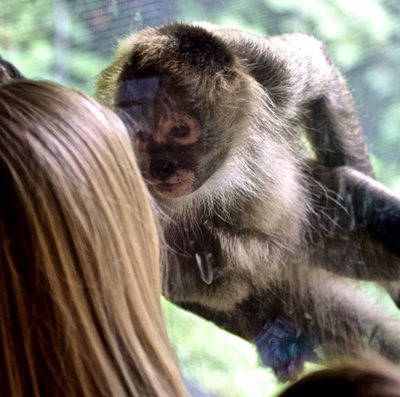 ملبورن-باغ-وحش-ملبورن-Melbourne-Zoo-180676