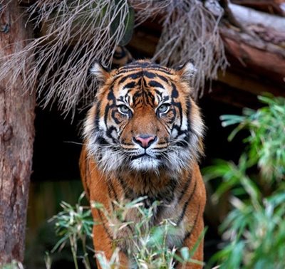 ملبورن-باغ-وحش-ملبورن-Melbourne-Zoo-180668