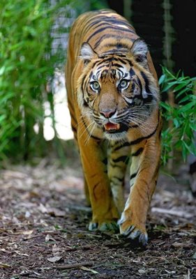 ملبورن-باغ-وحش-ملبورن-Melbourne-Zoo-180669