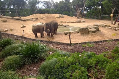 ملبورن-باغ-وحش-ملبورن-Melbourne-Zoo-180664