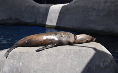 ملبورن-باغ-وحش-ملبورن-Melbourne-Zoo-180680
