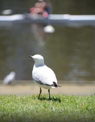 ملبورن-رودخانه-یارا-Yarra-River-180751