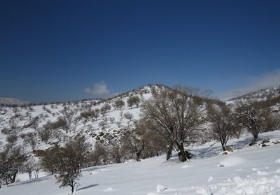 دهدز-منطقه-حفاظت-شده-بلوط-بلند-187806