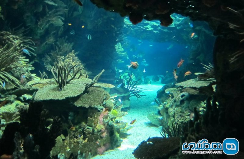 آکواریوم لیسبون Lisbon Oceanarium