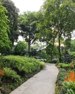 سنگاپور-باغ-گیاه-شناسی-سنگاپور-Singapore-Botanic-Gardens-190021