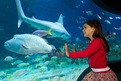 آکواریوم زندگی دریایی ملبورن Sea Life Melbourne Aquarium