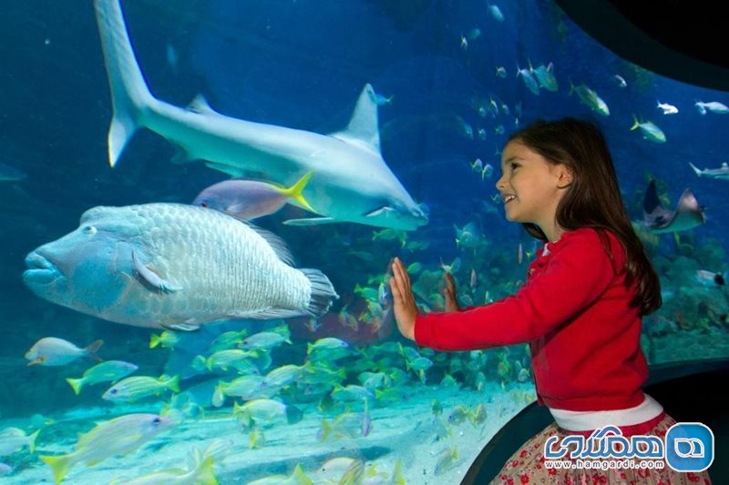 آکواریوم زندگی دریایی ملبورن Sea Life Melbourne Aquarium