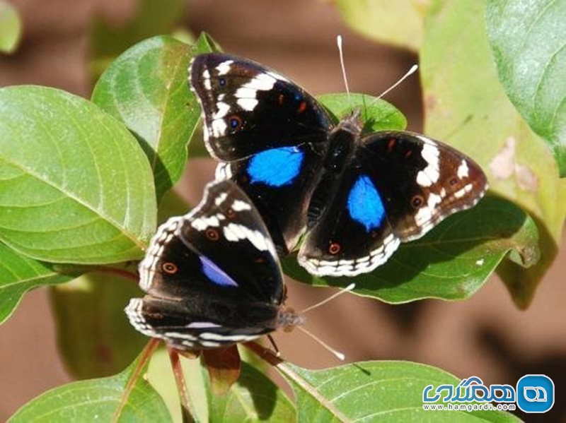 مرکز پروانه های زنگبار Zanzibar Butterfly Centre