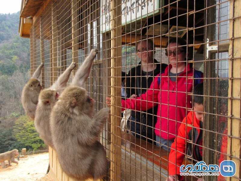 پارک میمون ها Monkey Park Iwatayama