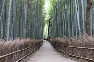 کیوتو-مسیر-پیاده-روی-جنگل-بامبو-Bamboo-Forest-195407