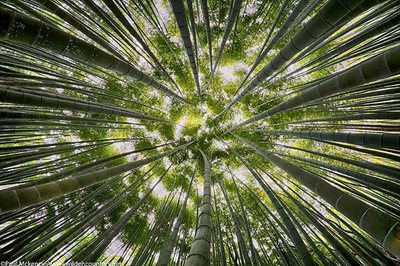 کیوتو-مسیر-پیاده-روی-جنگل-بامبو-Bamboo-Forest-195405