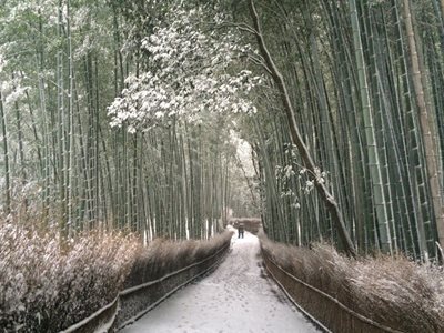 کیوتو-مسیر-پیاده-روی-جنگل-بامبو-Bamboo-Forest-195403