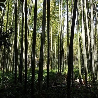 کیوتو-مسیر-پیاده-روی-جنگل-بامبو-Bamboo-Forest-195404
