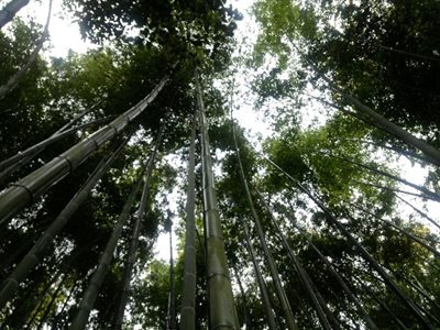 کیوتو-مسیر-پیاده-روی-جنگل-بامبو-Bamboo-Forest-195408